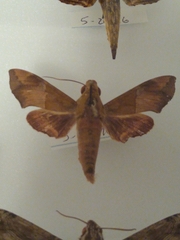 Lepidoptera