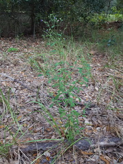 Trichostema dichotomum image