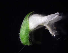 Spiranthes bightensis