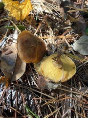 Suillus salmonicolor