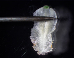 Spiranthes bightensis