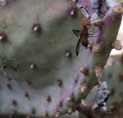 Diacrita