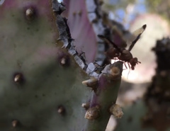 Diacrita