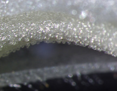 Spiranthes bightensis