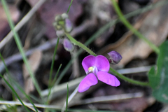 Phaseolus filiformis