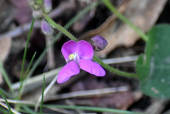 Phaseolus filiformis