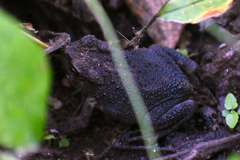 Incilius occidentalis
