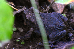 Incilius occidentalis