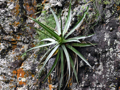 Agave schidigera
