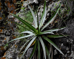 Agave schidigera
