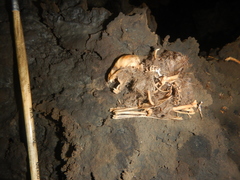 Desmodontinae