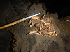 Desmodontinae