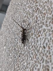 Paraleprodera itzingeri