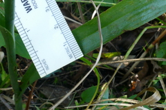 Spiranthes bightensis