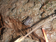 Eleutherodactylus cystignathoides