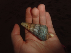 Coenobita variabilis