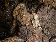 Desmodontinae