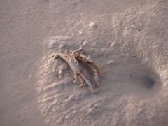 Macrophthalmus