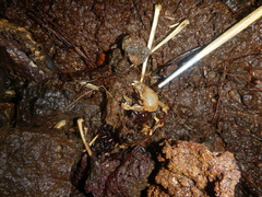 Desmodontinae