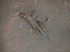Macrophthalmus