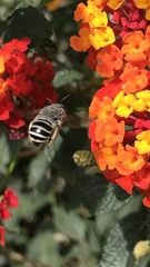 Anthophora marginata