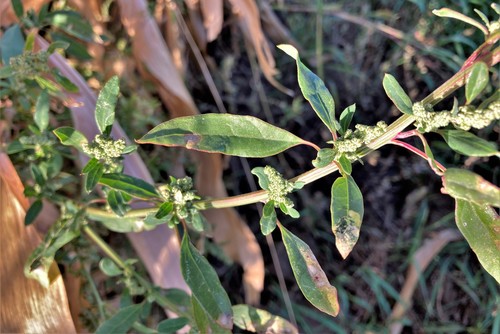 Chenopodium pratericola iNat (1)