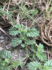 Coldenia procumbens