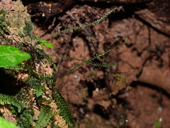 Trichomanes botryoides
