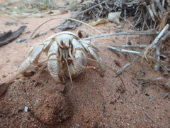 Coenobita variabilis