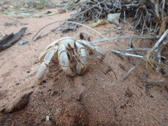 Coenobita variabilis