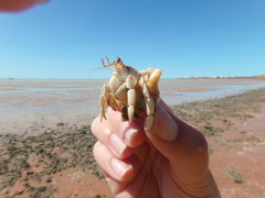 Coenobita variabilis