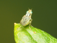 Meromyza americana