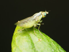 Meromyza americana