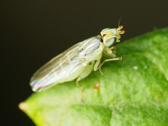 Meromyza americana