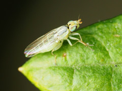 Meromyza americana