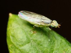Meromyza americana