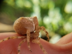 Araneus gemma