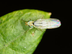 Meromyza americana