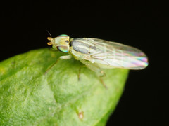 Meromyza americana
