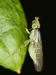 Meromyza americana