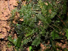 Trichomanes botryoides