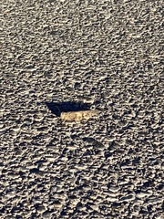 Trimerotropis pallidipennis