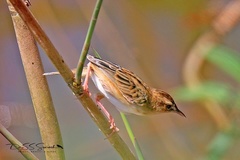 Cisticola juncidis