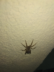 Camptocosa parallela