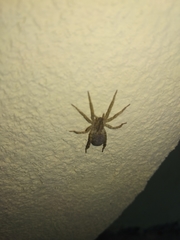 Camptocosa parallela