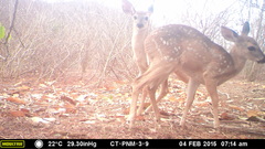 Odocoileus virginianus tropicalis