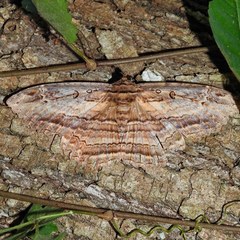 Feigeria claricostata