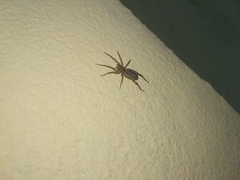 Camptocosa parallela