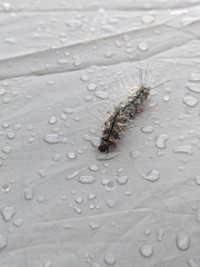 Chrysaeglia magnifica