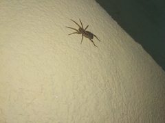 Camptocosa parallela